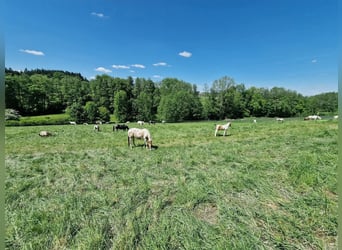 Aktivstall in neuer Anlage frei
