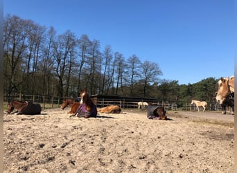 Aktivstall / Offenstallplatz auf gepflegter Reitanlage