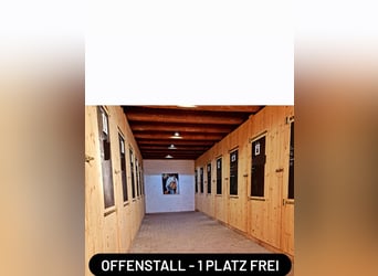 Aktivstall/Offenstall Platz frei