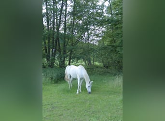 Ein Zuhause für alte Pferde