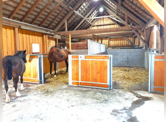Einstellplatz auf meinem privaten Vierkanthof im Waldviertel