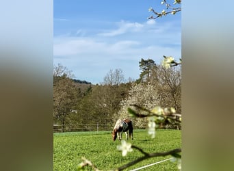 Idyllisches Kleinod (Stallanlage) für 2-4 Pferde zu verpachten 