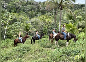 Ökotourismus-Fazenda von 15,7 ha von Itacaré Bahia, Brasilien