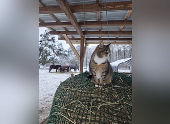 Stallplatz Offenstall/Trail/Aktivstall