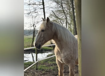 Trailplatz direkt an der Nordsee