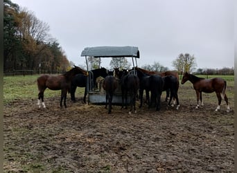Aufzucht mit ganz viel Auslauf