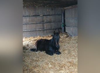 Aufzucht mit ganz viel Auslauf