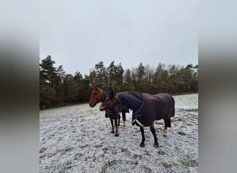Aufzucht Platz für Stut und Hengstfohlen 