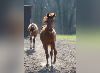 Aufzucht Platz für Stut und Hengstfohlen 