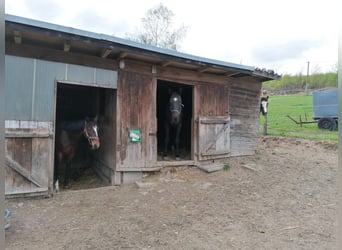 Aufzucht Pony Stutfohlen