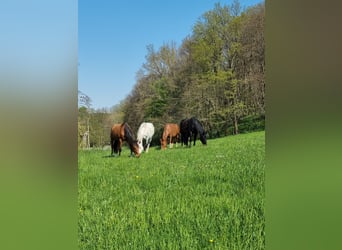 Aufzuchtplätze frei, Vollpension 