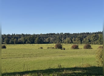 Aufzuchtplätze für Herbst 2026 frei