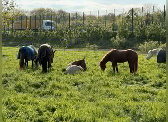 Aufzuchtplätze für Stuten und Wallache frei!