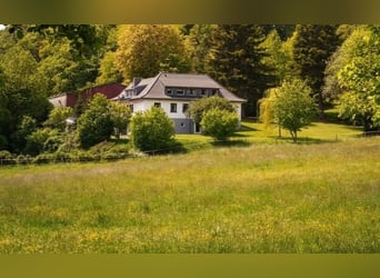 Aufzuchtplätze & Sommerweide für Stuten/Fohlen ab Frühjahr 2027