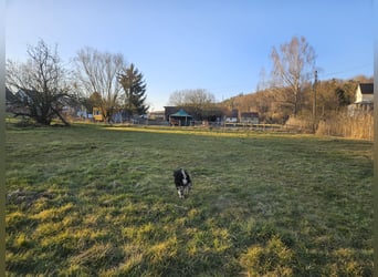Aufzuchtplatz für Hengst 