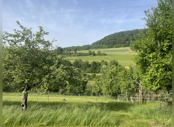 Aufzuchtplatz für Hengst- und Stutfohlen Absetzer ab Herbst 2026