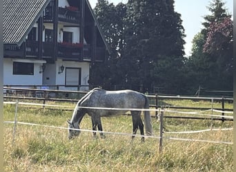 Aufzuchtplatz für Jährlingshengst