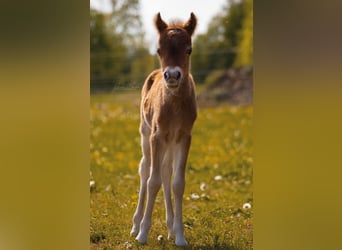 Aufzuchtplatz für Mini Shetty Stutfohlen