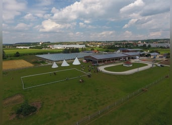 Aufzuchtplatz für Stuten und Hengste