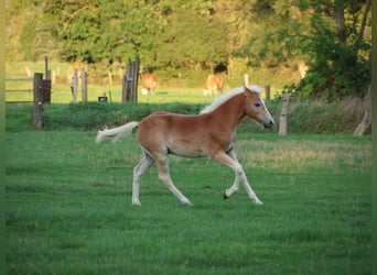 Aufzuchtplatz Ponyfohlen