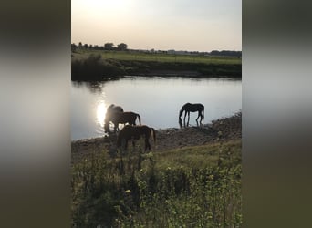 Aufzuchtsplatz für Hengstfohlen direkt am Wasser 