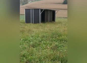 Biete Aufzuchtplatz für Hengstfohlen /Stutfohlen 
