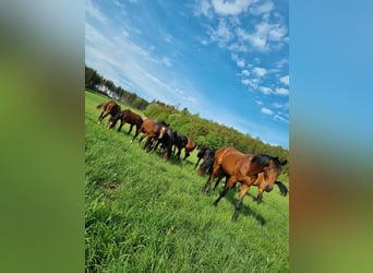 ⚜️Exklusive Aufzucht von Hengst- & Stutfohlen⚜️