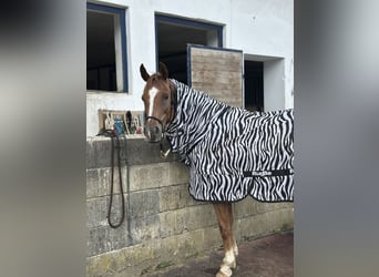 Fohlenaufzucht mit Herz, Verstand und besten Voraussetzungen für die Zukunft 🐴🌿