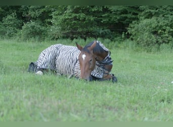 Fohlenaufzucht mit Herz, Verstand und besten Voraussetzungen für die Zukunft 🐴🌿