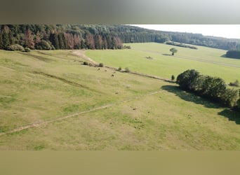 Freie Aufzuchts- & Rentnerplätze für Warmblüter 🐴