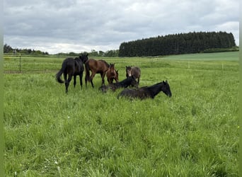Hengst/ Wallach Aufzuchtsplätze