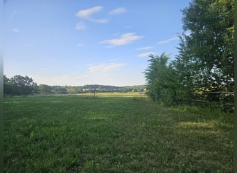 Kleine Hengstherde 2026