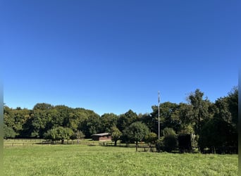 liebevolle Hengstaufzucht / Wallache und individuelle Rentnerplätze