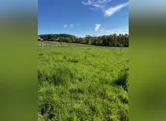 Offenstall Aufzuchtplatz für Fohlen oder Jungpferde ab September 2025