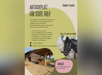 Offenstallplatz für Stutfohlen zur Aufzucht in reiner Stutenherde frei