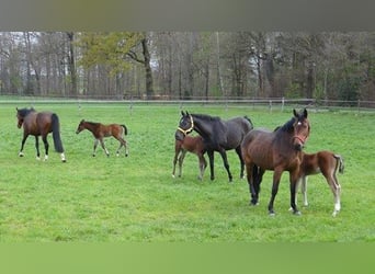 Pension/Reitpferde Aufzucht/ Jungpferde/ Zucht/ Abfohlüberwachung