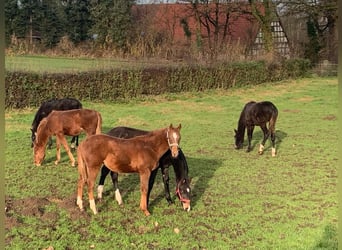 Professioneller Aufzuchtplatz für Absetzer und Jungpferde