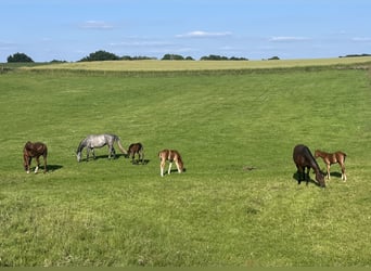 Professioneller Aufzuchtplatz für Absetzer und Jungpferde
