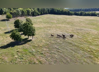 Weide für junge Pferde in Polen – erstklassige Betreuung zu günstigen Preisen, in der Nähe von Deuts