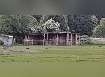 1 Box frei für Stute/Wallach privater Selbstversorgerstall Hagen Haßley