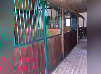 1 offene Box für Isländerwallach , ab Frühjahr 1 Paddockbox für verträgl. Wallachbis max 155cm