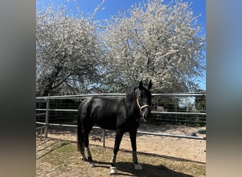 2 freie Boxen in liebevollem Privatstall