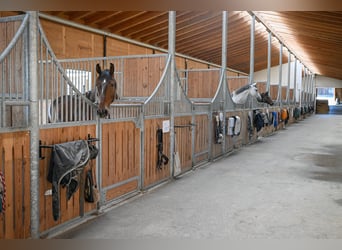 Auslaufboxen, Fensterboxen, Innenboxen