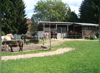 Aussenbox für Pony oder Kleinpferd