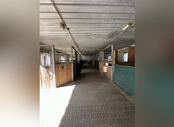 Außenbox + Innenboxen mit tägl. Koppelgang zu vergeben