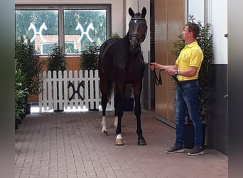 Beritt Pferd Boxen Frei
