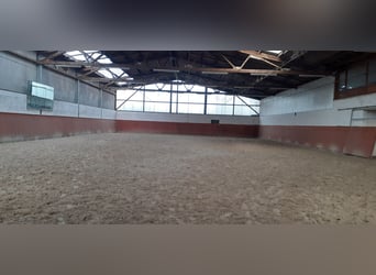 Beritt Pferd Boxen Frei