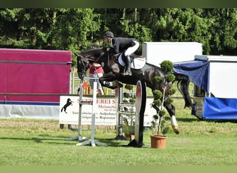 Beritt Pferd Boxen Frei
