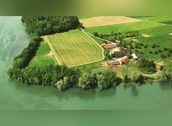 Bieten Pferdeboxen auf dem Ettikoner Hof, idyllische Lage am Rhein, direkt an CH-Grenze 