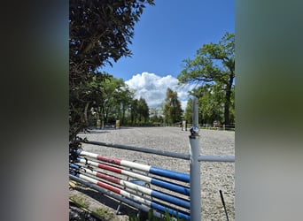 Box frei / Stall frei in 04613 Lucka